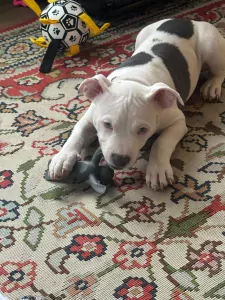 Amerikaanse Stafford Pup - afbeelding 4