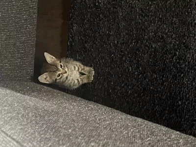 Kittens zoeken een goed huisje - afbeelding 2