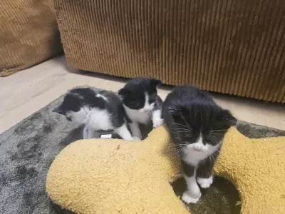 Geen Raskat te koop verkopen Hoofddorp Nederland - 5675