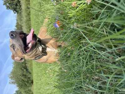 Koda zoekt een liefdevol  thuis! - afbeelding 2