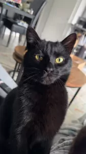 Lieve kater zoekt nieuw thuis - afbeelding 3