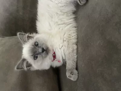 Ik zoek nieuw plekje voor mijn katje - afbeelding 3