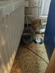 Twee lieve katten samen of apart zoekend naar thuis - afbeelding 6