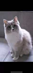 Ragdoll 4 jaar - afbeelding 3