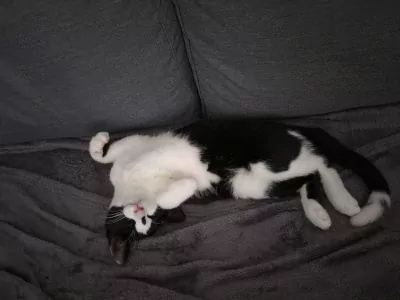 Jonge Kat Zoekt Leuke Baasje - afbeelding 6