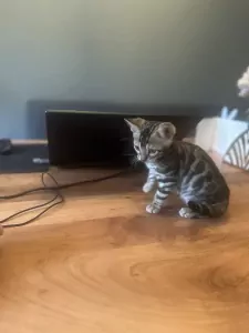 Kittens te koop - afbeelding 2