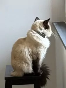 Ragdoll poes (3jaar) zoekt nieuw thuis - afbeelding 6