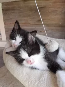 Ragdoll katertjes - afbeelding 3