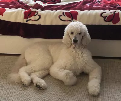 Grote Poedel te koop verkopen Dordrecht Nederland - 5085