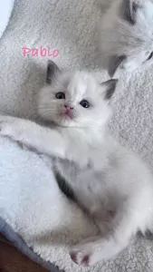 Ragdoll