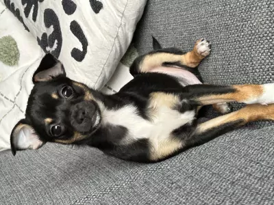 Hond verkopen chihuahua /dwergpincher - afbeelding 5