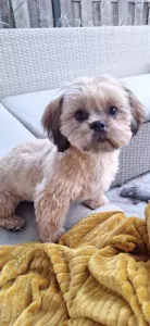 Shih Tzu pup Coco zoekt liefdevol huisje - afbeelding 4