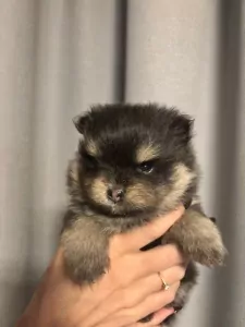 Pomeriaan te koop verkopen Sprang-Capelle Nederland - 5090