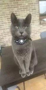 Blauwe Rus te koop verkopen beringen Belgie - 5278