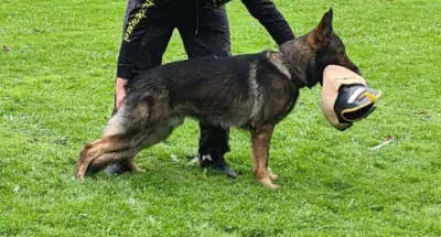 🩷 Duitse herder pup met fci stamboom - afbeelding 6