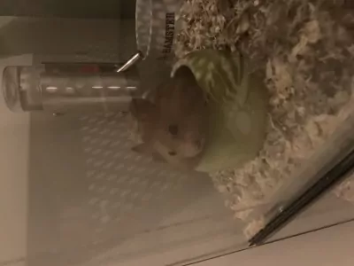 Goudhamster gratis op te halen - afbeelding 4