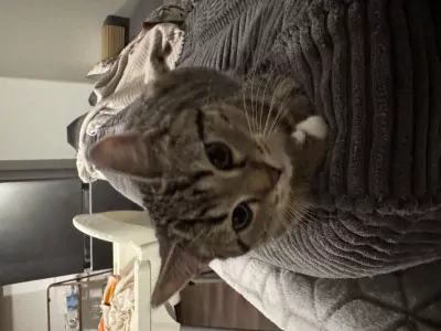 Grijze kleine kater, 13 weken oud. - afbeelding 2