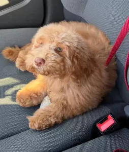 Lieve en leergierige pup Mootje zoekt een liefdevol thuis - afbeelding 2