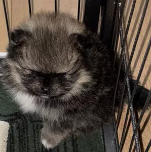 Pomeriaan te koop verkopen Eindhoven Nederland - 5273