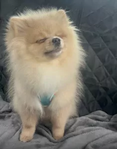 Pomeriaan pup - afbeelding 3