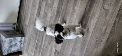 Maltipoo reu - afbeelding 2