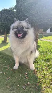 teef nestjes