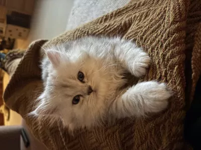 Nog 1 Brits Langhaar kitten te koop - afbeelding 3