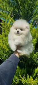 Pomeriaan pup - afbeelding 4
