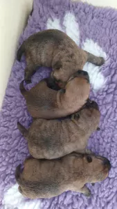 Cairn Terrier te koop verkopen Nootdorp Nederland - 4866