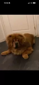 Chow chow reu te koop - afbeelding 4