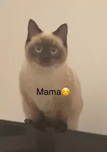 2 prachtige kittens (BKH + Siamees) - afbeelding 2