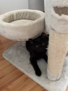 Kittens moeder is britse korthaar - afbeelding 2