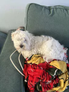 Maltezer reu - afbeelding 2