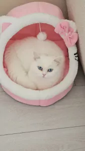 British shorthair cat - afbeelding 2