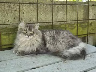 Liefdevol thuis gezocht voor twee hele lieve Ragdolls ❤️ - afbeelding 1