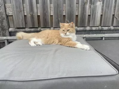 Lieve, knappe Toby zoekt zijn 4ever home - afbeelding 5