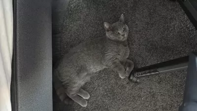 Raszuivere grijze britse korthaar kitten - afbeelding 2