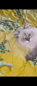 Britse langhaar kitten - afbeelding 2