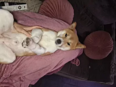 Shiba te koop verkopen Hendrik ido ambacht Nederland - 5248