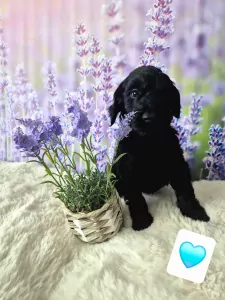 Labradoodle te koop verkopen Weert Nederland - 5363