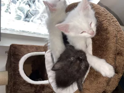 4 kater kittens ragdoll x britse korthaar - afbeelding 3
