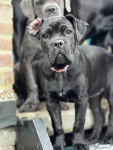 Cane Corso puppy's van 2 maanden oud te koop - afbeelding 2