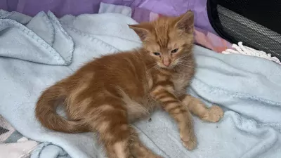 kittens te koop - afbeelding 2