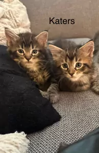 Maine Coon te koop verkopen Groningen Nederland - 4829