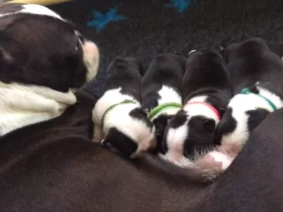 Boston Terrier - afbeelding 2