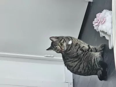 Europese Korthaar te koop verkopen Haarlem Nederland - 5071