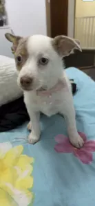 Chihuahua te koop verkopen Millingen aan de Rijn Nederland - 5323