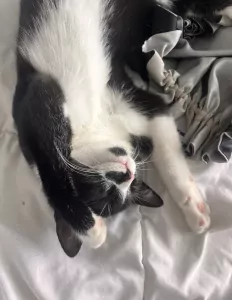 Halve britse korthaar van 8 maanden - afbeelding 2