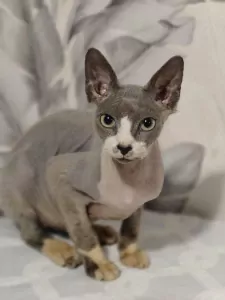 teef nestjes