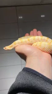 Slangen te koop verkopen Rijswijk Nederland - 5309